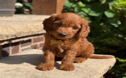Goldendoodle dogs for sale: Milo - Image 2