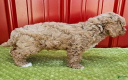 Miniature Poodle dogs for sale: Bobby - Image 1