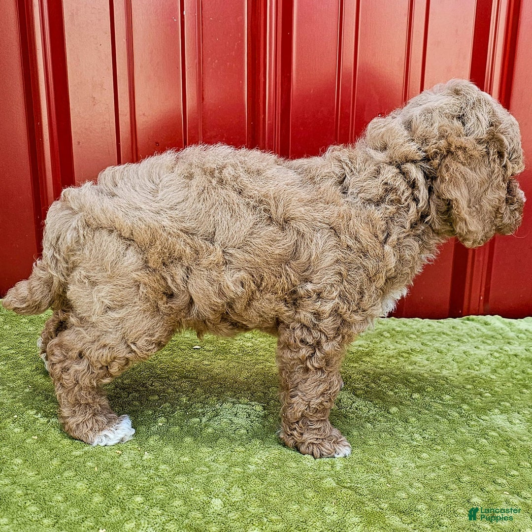 Miniature Poodle dogs for sale: Bobby - Image 1