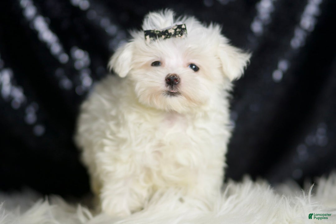 Maltese dogs for sale: Gwen - Image 6