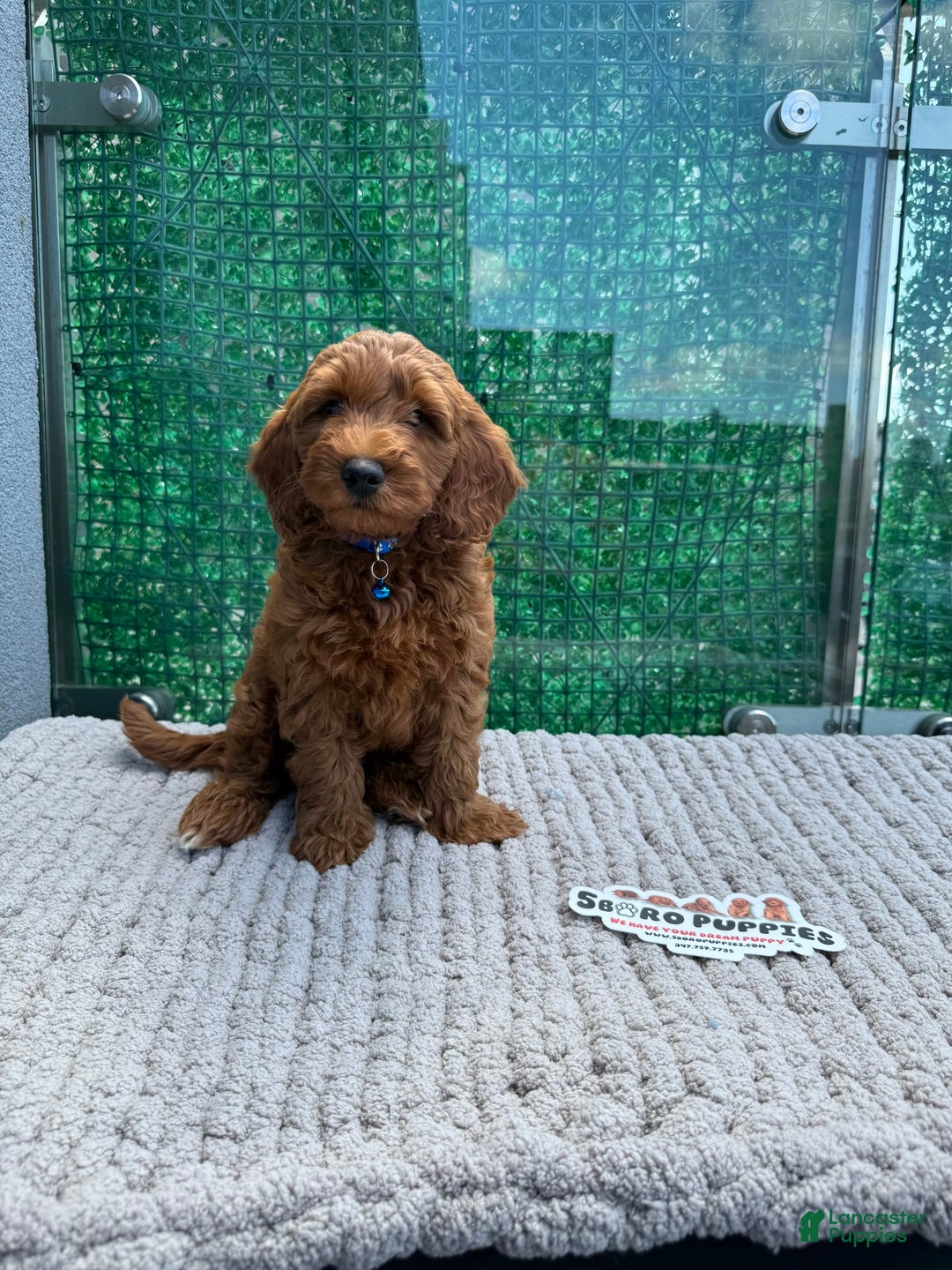 Mini Goldendoodle dogs for sale: Martin - Image 2