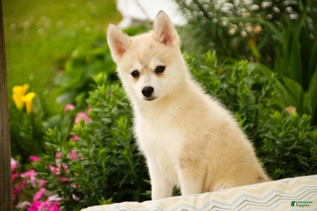 Pomsky dogs for sale: Blaze - Image 13