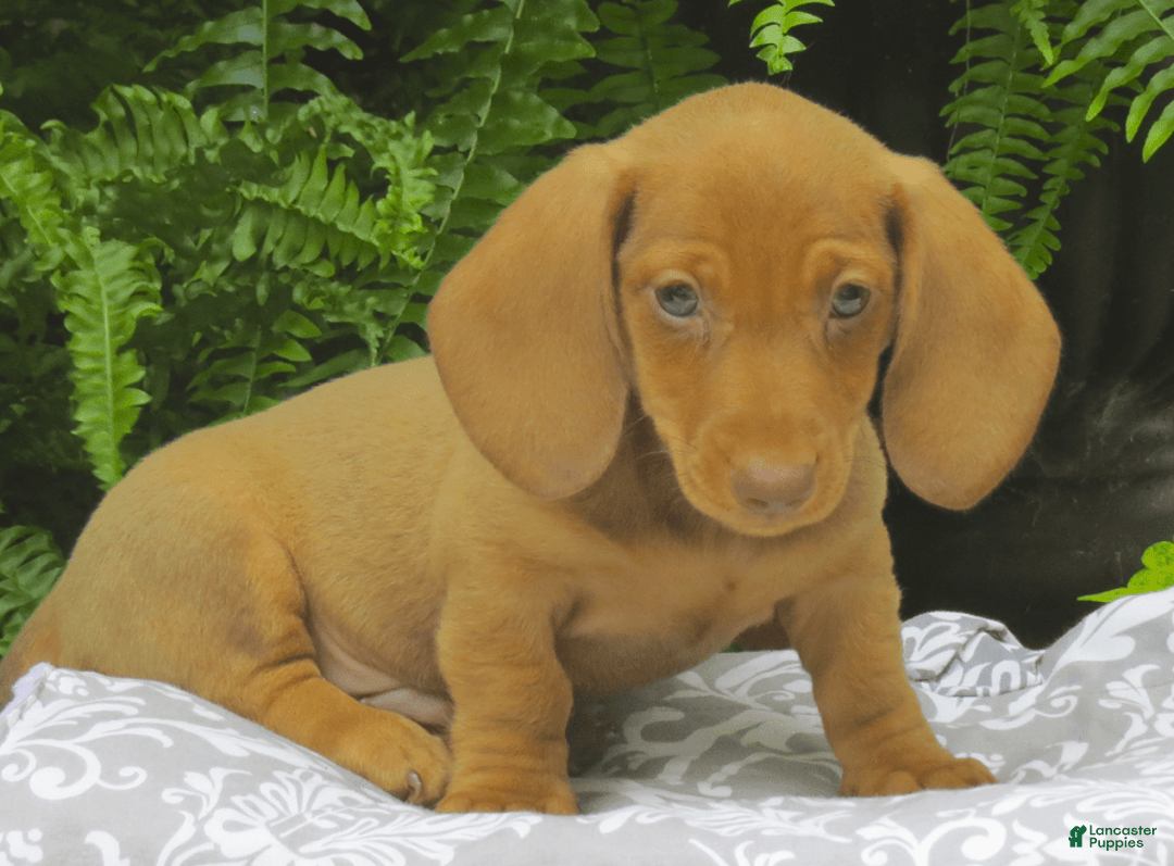 Miniature Dachshund dogs for sale: Trevor - Image 2