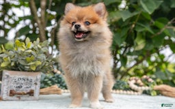 Pomeranian dogs for sale: Rosie - Image 2