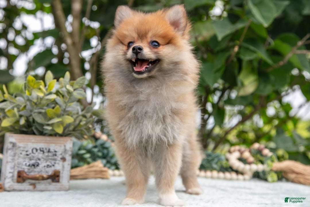 Pomeranian dogs for sale: Rosie - Image 2