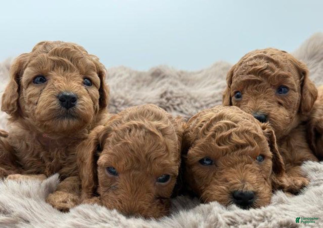 Toy Poodle dogs for sale: Nova - Image 6