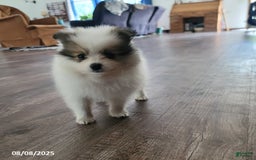 Pomeranian dogs for sale: Bingo - Image 6