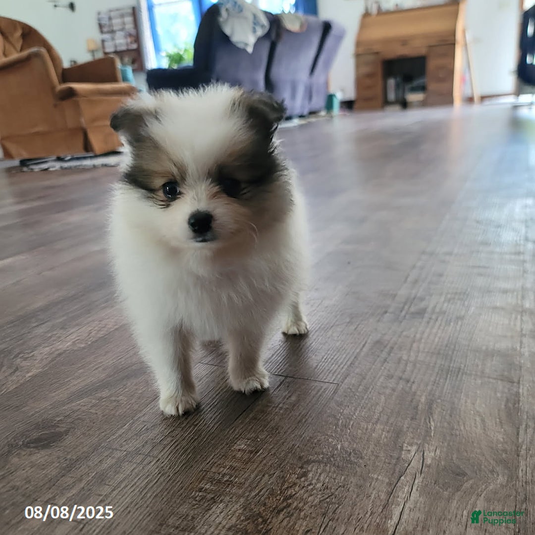 Pomeranian dogs for sale: Bingo - Image 6