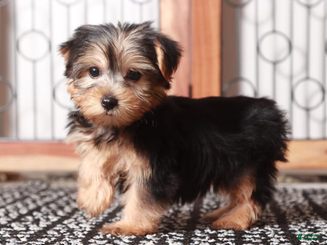 Yorkshire Terrier dogs for sale: Tessa - Image 3