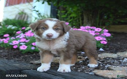 Australian Shepherd dogs for sale: Bandit - Image 2