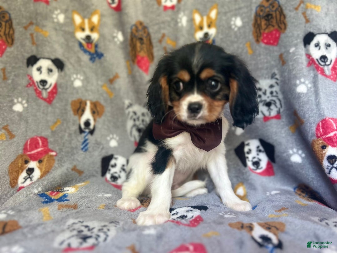 Cavalier King Charles Spaniel dogs for sale: Chewy - Image 5