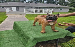 Cane Corso dogs for sale: Coco - Image 10