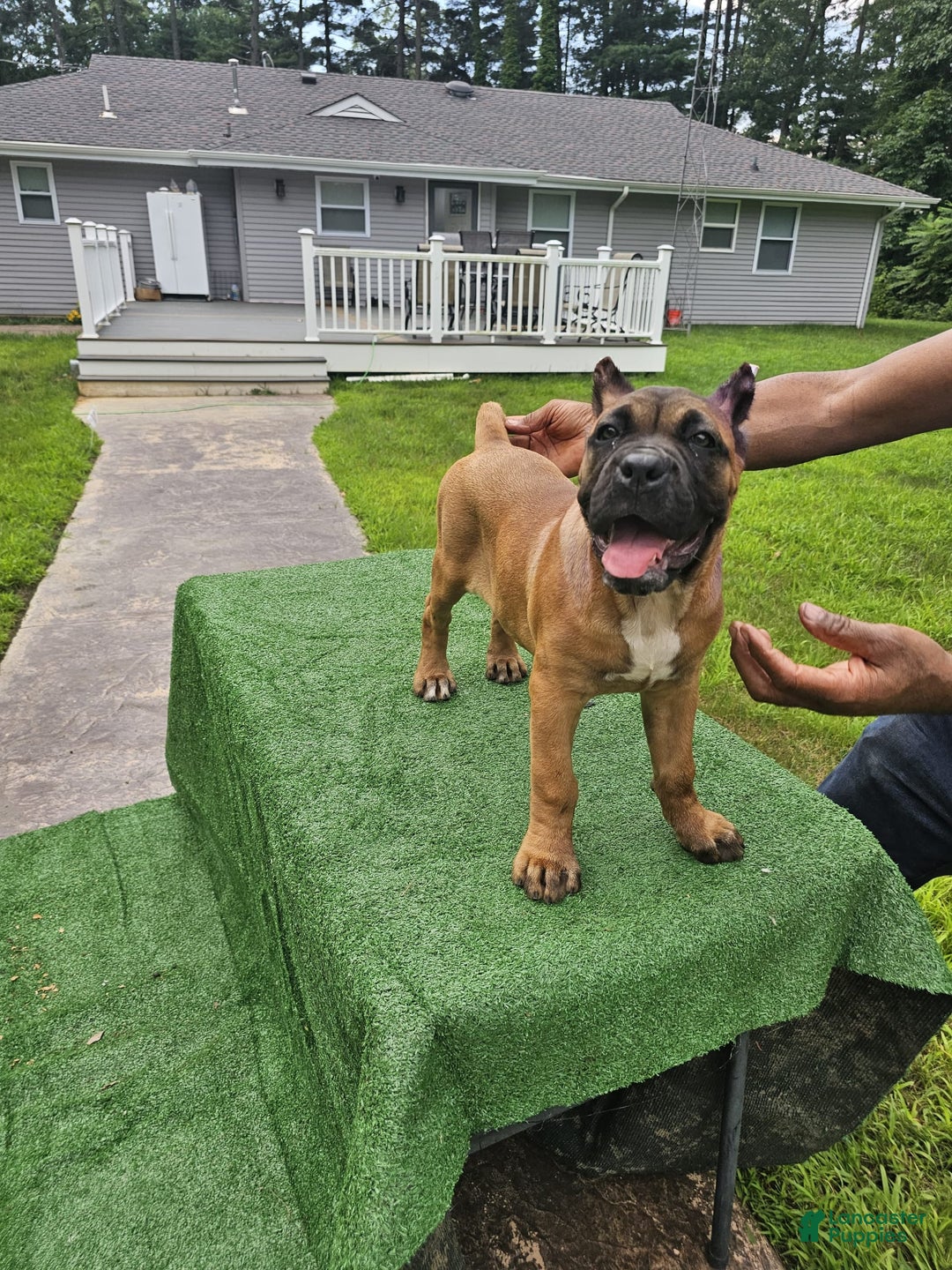 Cane Corso dogs for sale: Coco - Image 10