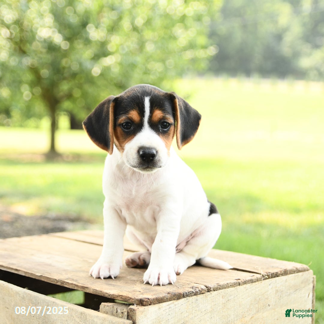 Beagle dogs for sale: Lily - Image 2