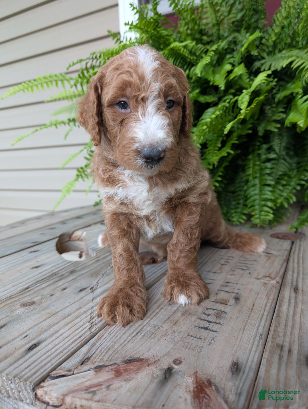 Goldendoodle dogs for sale: Blake - Image 8