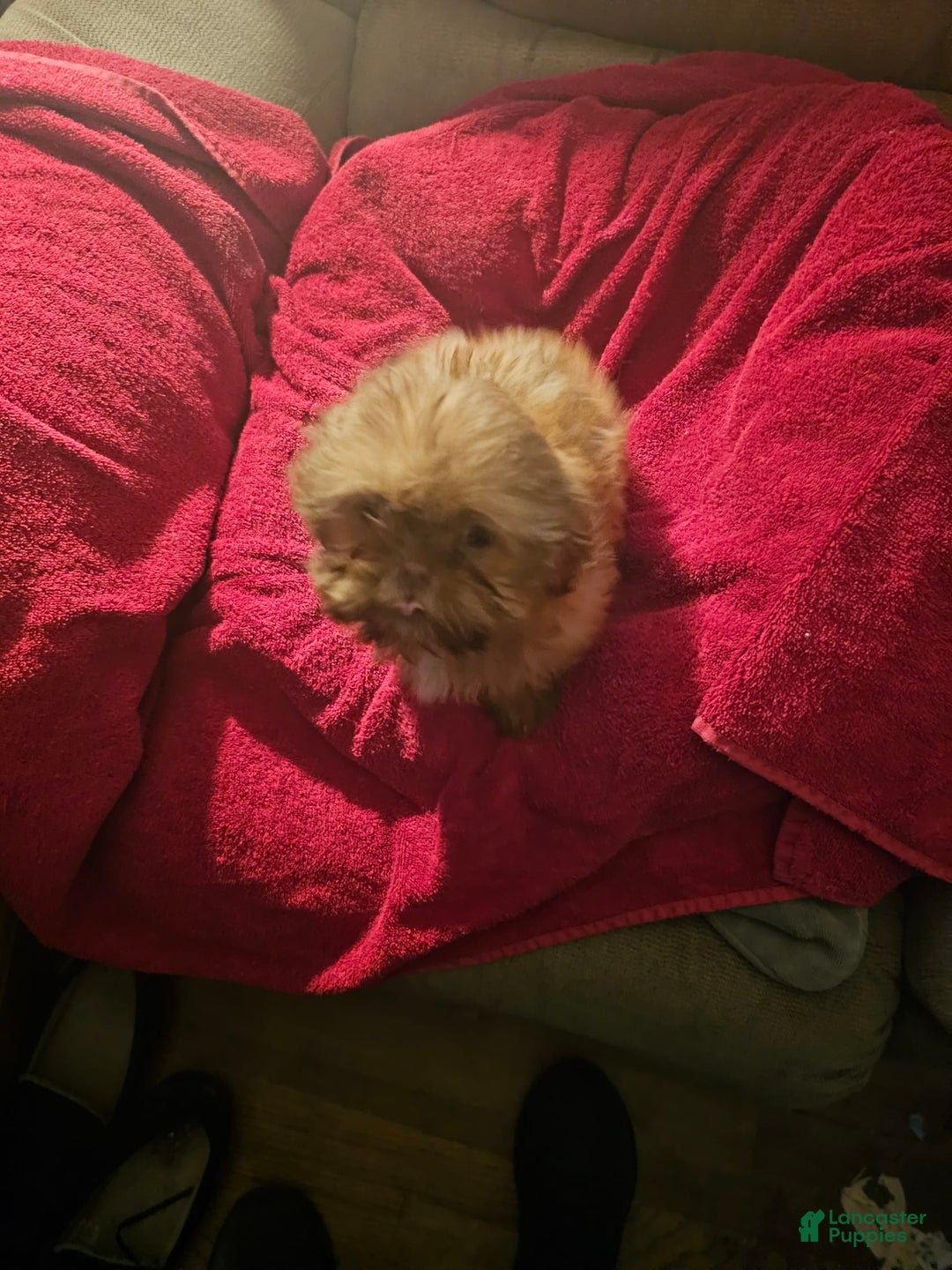 Shih Tzu dogs for sale: Not Named Yet - Image 14