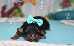 Toy Poodle dogs for sale: Jubilee - Image 2