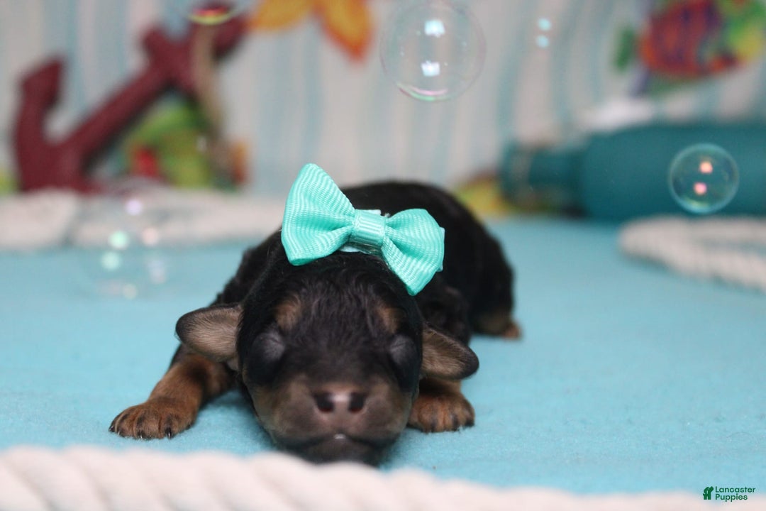 Toy Poodle dogs for sale: Jubilee - Image 2