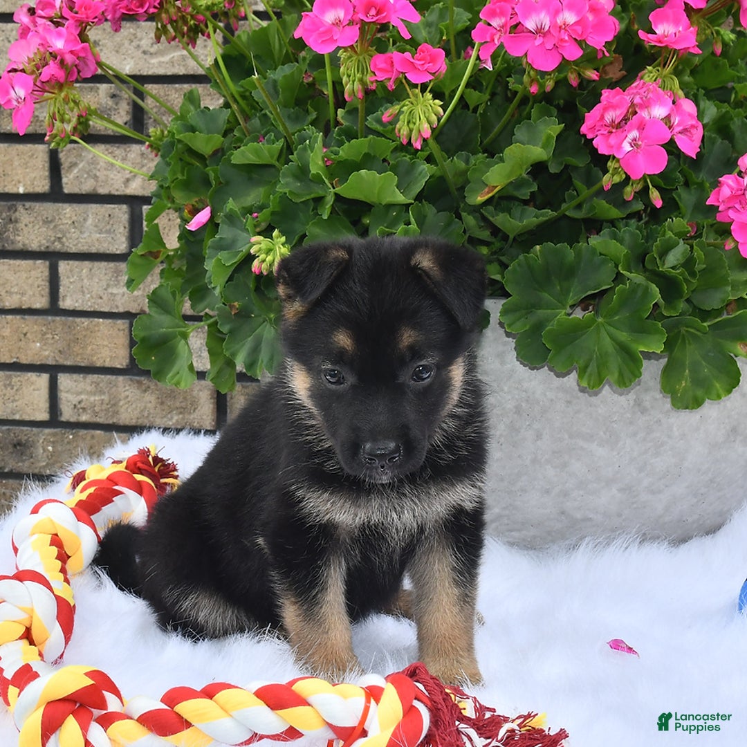 German Shepherd dogs for sale: Charity - Image 4