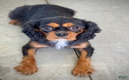 Cavalier King Charles Spaniel dogs for sale: Louie - Image 26