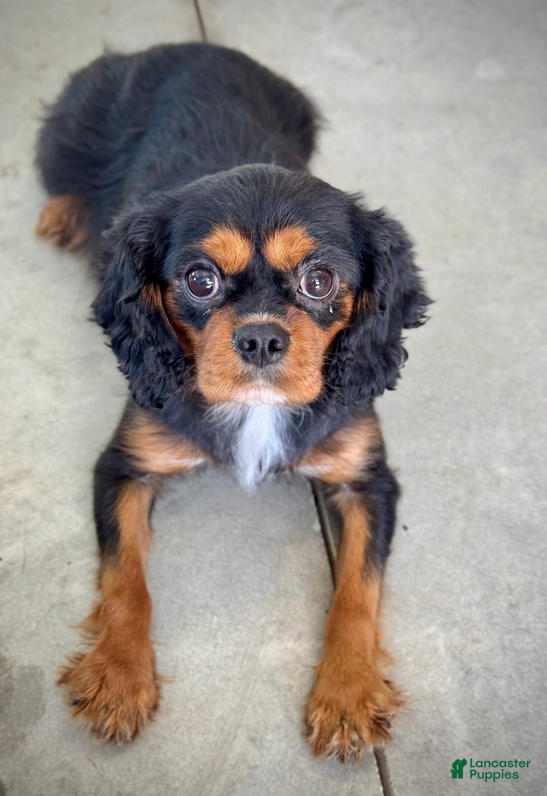Cavalier King Charles Spaniel dogs for sale: Louie - Image 26