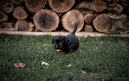 Goldador dogs for sale: Blue - Image 7