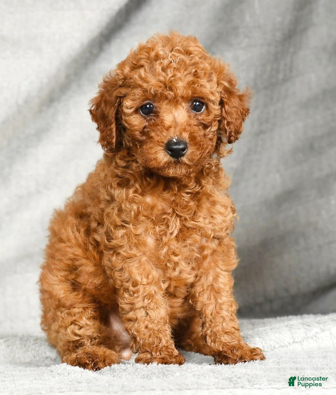 Miniature Poodle dogs for sale: Darla - Image 4