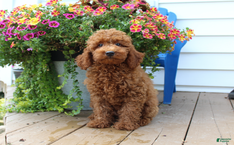 Mini Goldendoodle dogs for sale - Ad 1