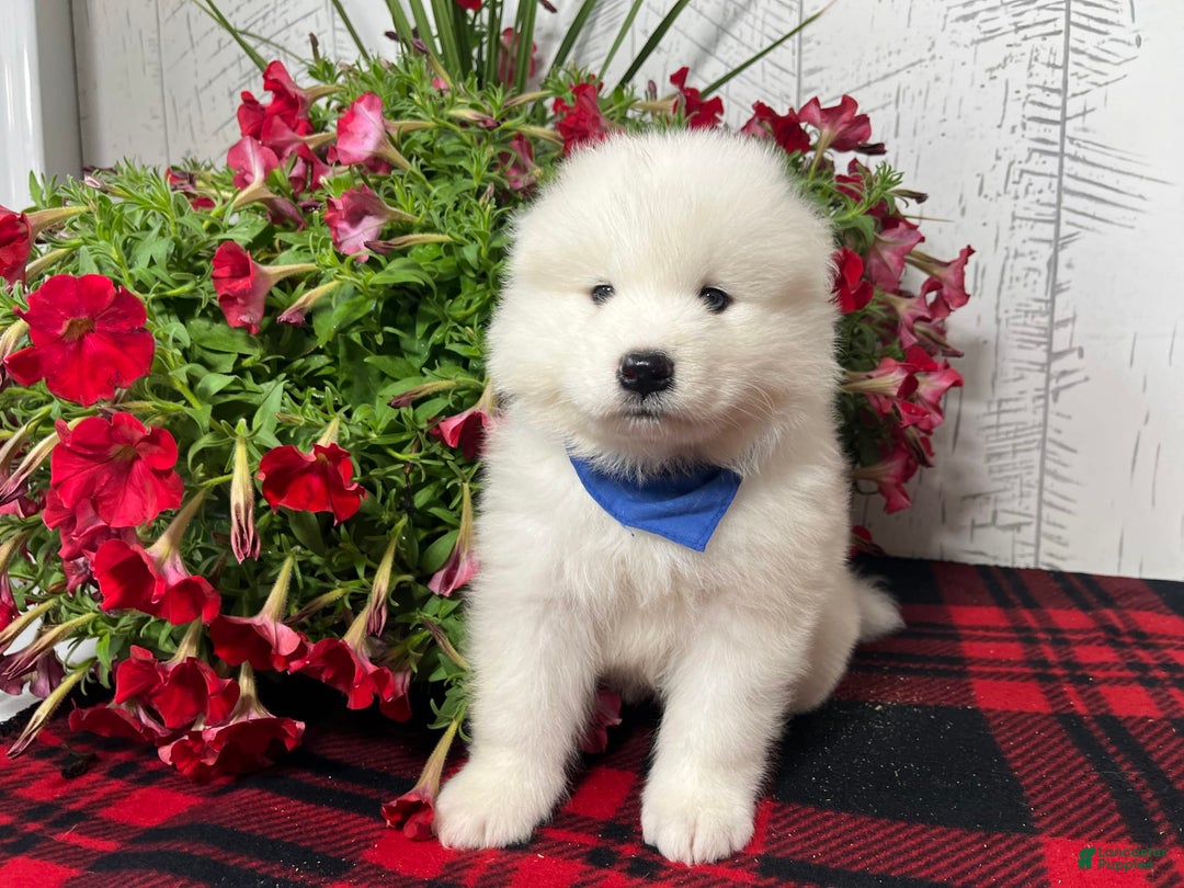 Samoyed dogs for sale: Fletcher - Image 3