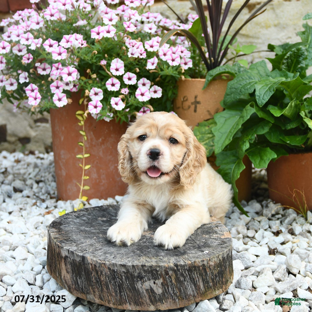 Cocker Spaniel dogs for sale: Cooper - Image 3
