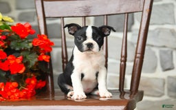Boston Terrier dogs for sale: Buttercup - Image 1