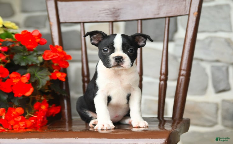 Boston Terrier dogs for sale - Ad 4