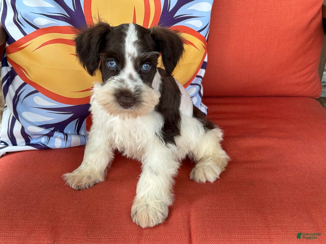 Miniature Schnauzer dogs for sale: Paisley Male 1 Liver Parti Blue Eyes - Image 7