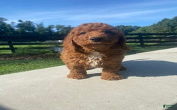 Mini Goldendoodle dogs for sale: Dexter - Image 3