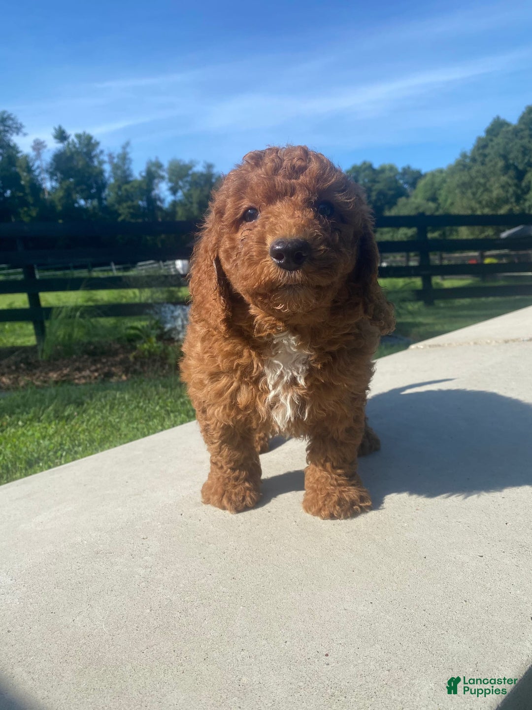 Mini Goldendoodle dogs for sale: Dexter - Image 3