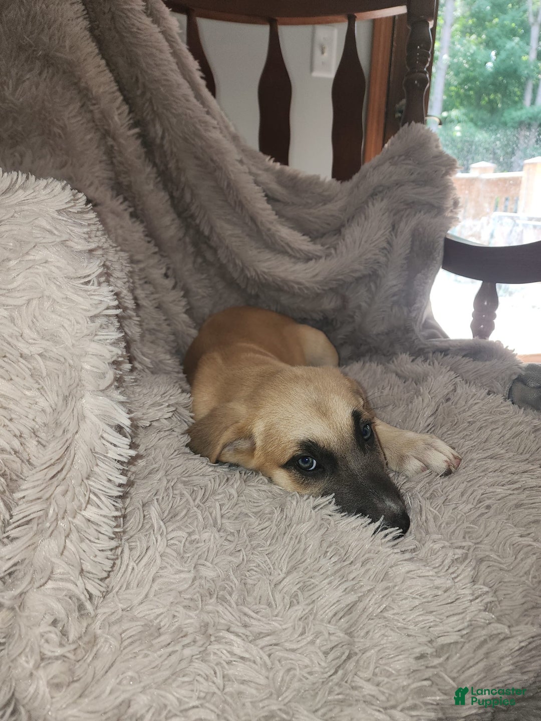 German Shepherd dogs for sale: Golden - Image 2