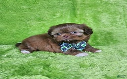 Shih Tzu dogs for sale: Bear - Image 11
