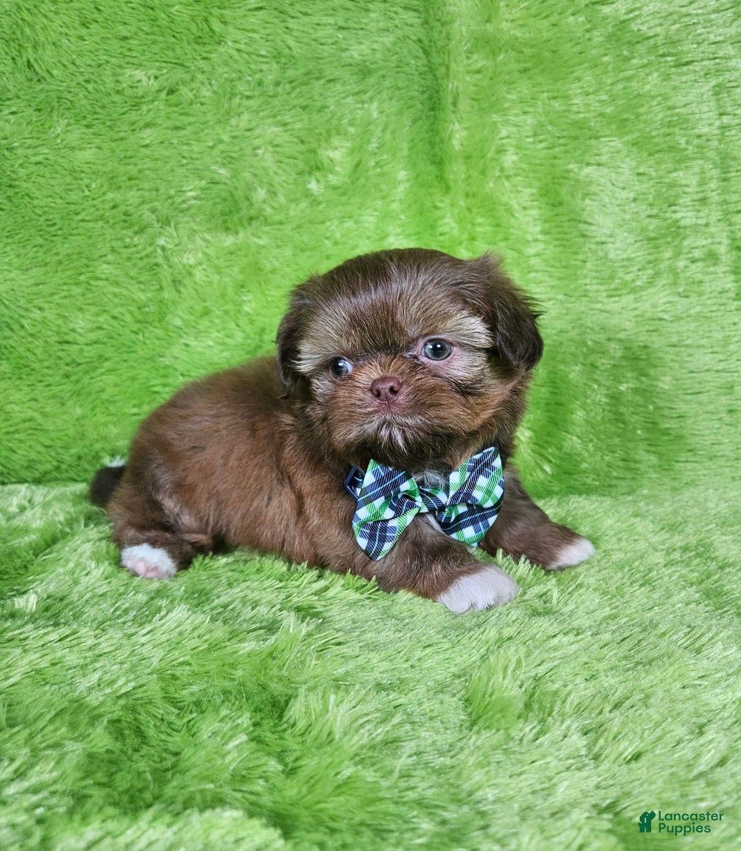 Shih Tzu dogs for sale: Bear - Image 11