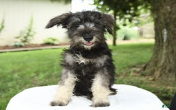 Miniature Schnauzer dogs for sale: Jett - Image 3