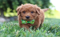 Mini Goldendoodle dogs for sale: Fletcher - Image 2