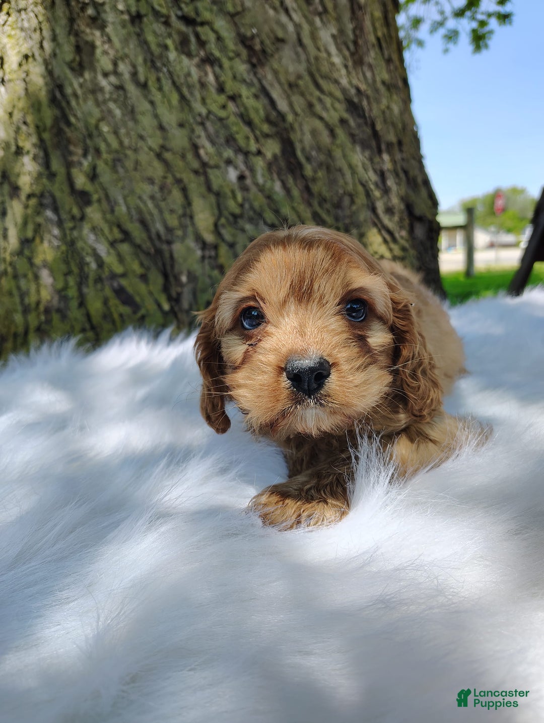 Cavalier King Charles Spaniel dogs for sale: Dos - Image 6