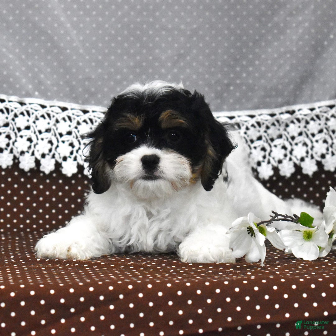 Cavapoo dogs for sale: Wilder - Image 4