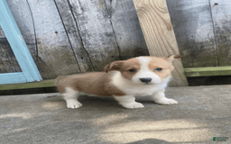 Welsh Corgi Pembroke dogs for sale: Octavia - Image 6