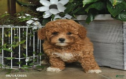 Shihpoo dogs for sale: Blossom - Image 1