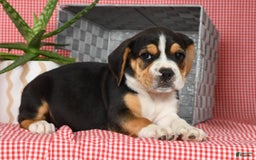 Beabull dogs for sale: Wanda - Image 8