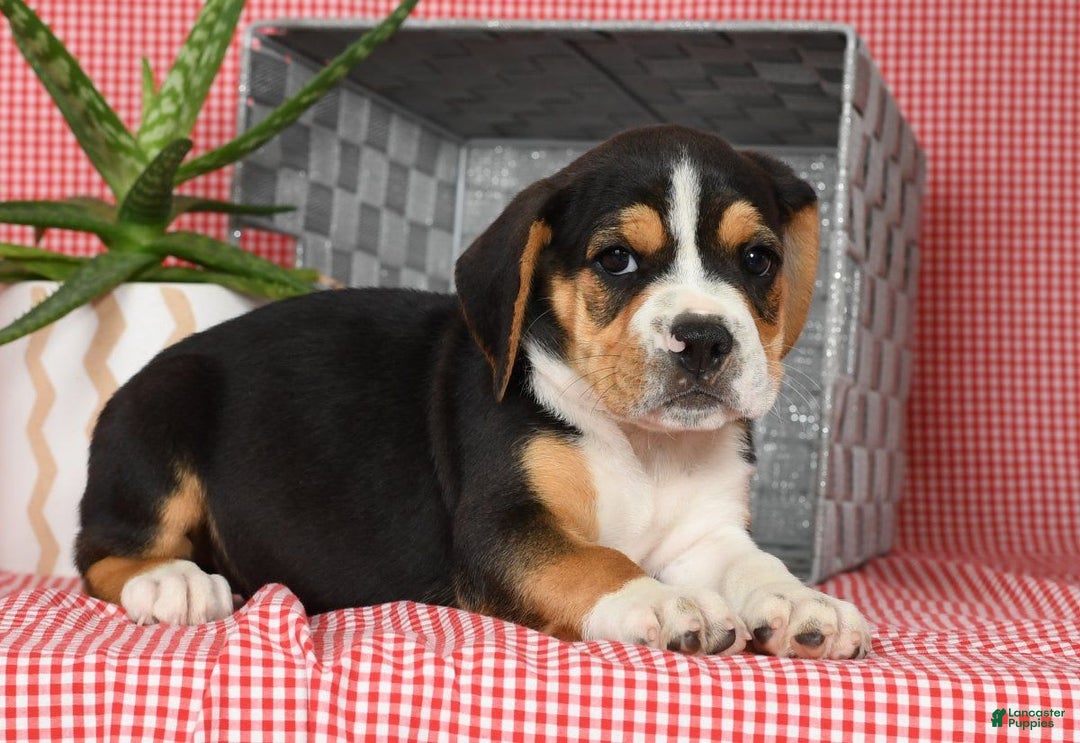 Beabull dogs for sale: Wanda - Image 8