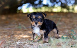 Yorkshire Terrier dogs for sale: Cooper - Image 7