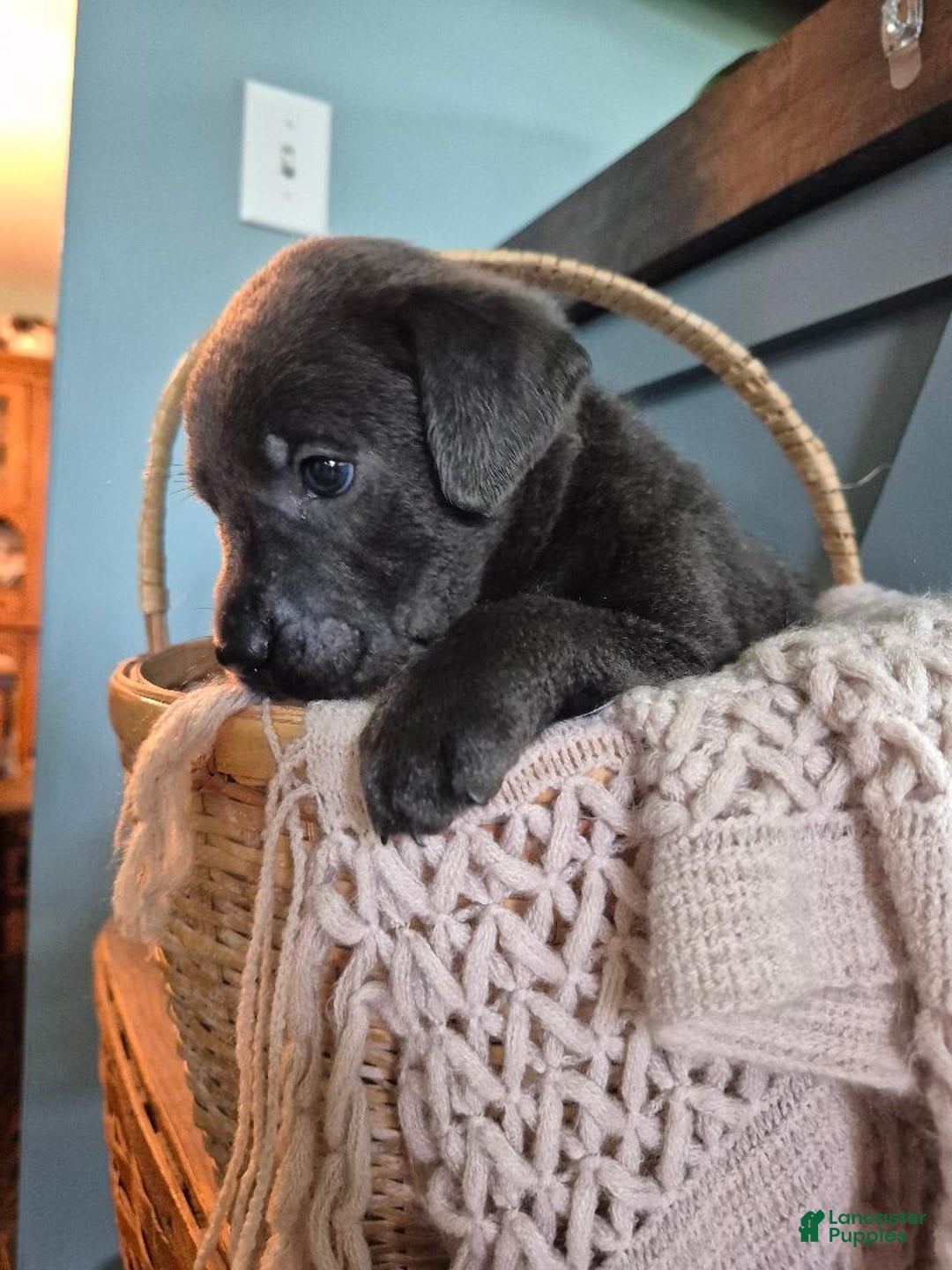 Labrador Retriever dogs for sale: Oscar Martinez - Image 5