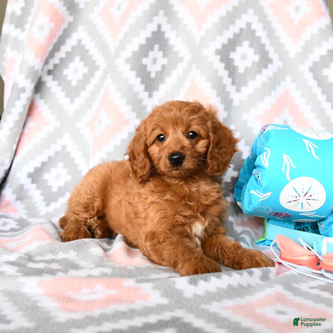 Cockapoo dogs for sale: Judy - Image 3