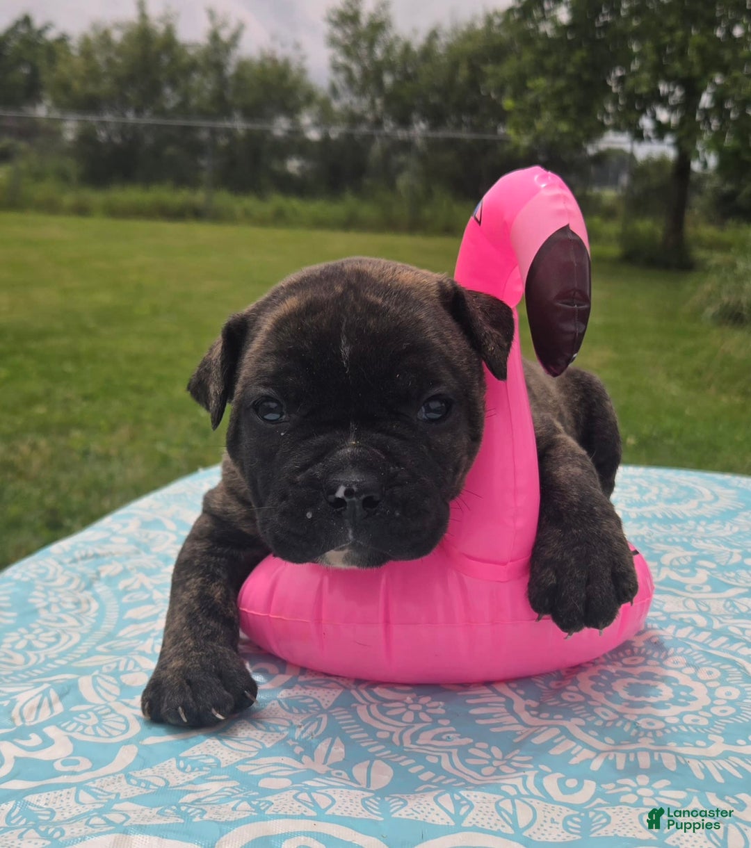 American Bulldog dogs for sale: Miss Trenchbell - Listing for pets: Miss Honey, Matilda, Miss Trenchbell, Harry - Image 10
